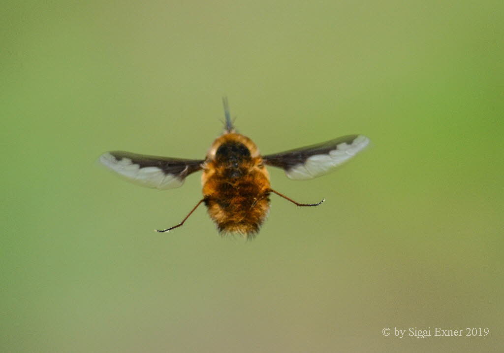 Groer Wollschweber Bombylius major