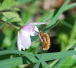 Groer Wollschweber Bombylius major