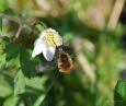 Groer Wollschweber Bombylius major