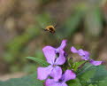 Groer Wollschweber Bombylius major