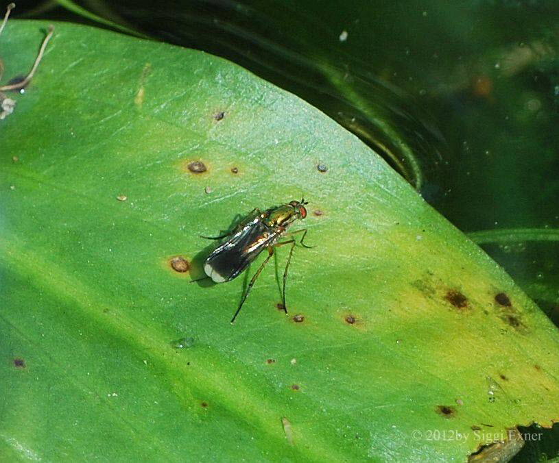 Grne Langbeinfliege Poecilobothrus nobilitatus