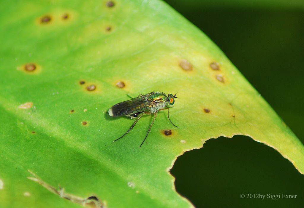 Grne Langbeinfliege Poecilobothrus nobilitatus