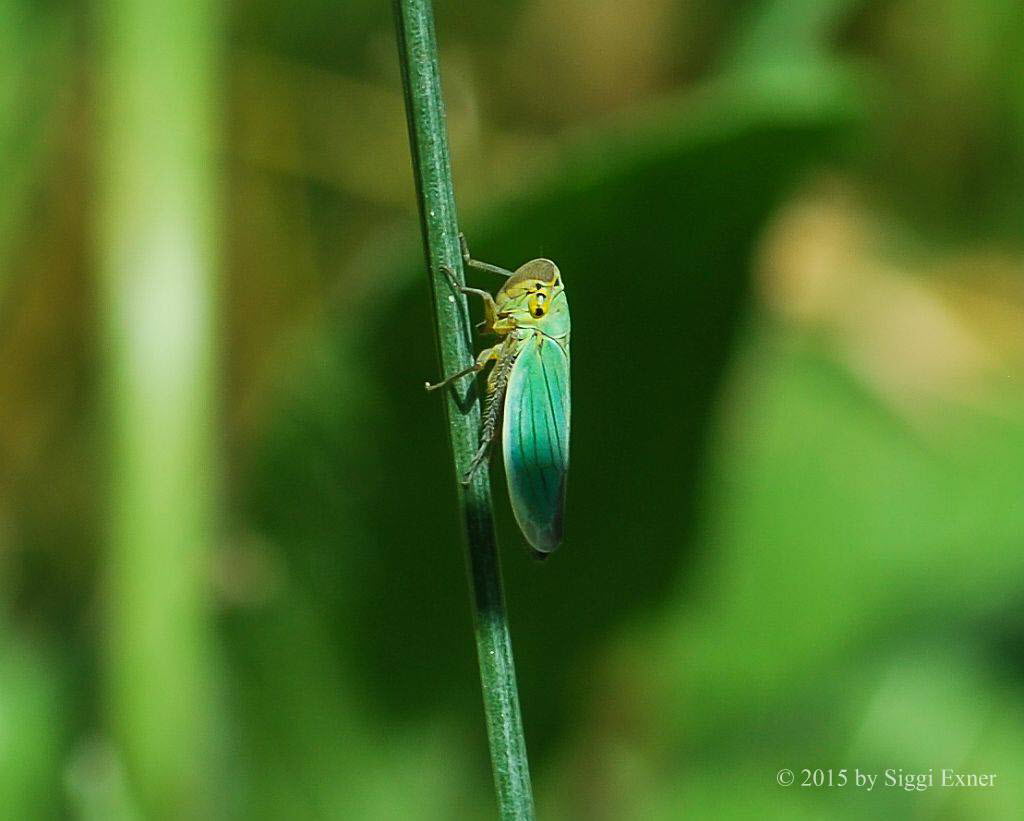 Grne Zwergzikade Cicadella viridis