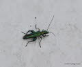 Grner Scheinbockkfer Oedemera nobilis