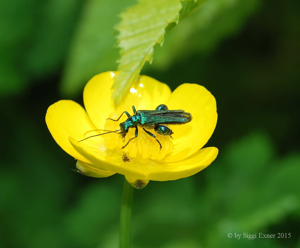 Grner Scheinbockkfer Oedemera nobilis