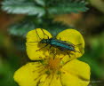 Grner Scheinbockkfer Oedemera nobilis