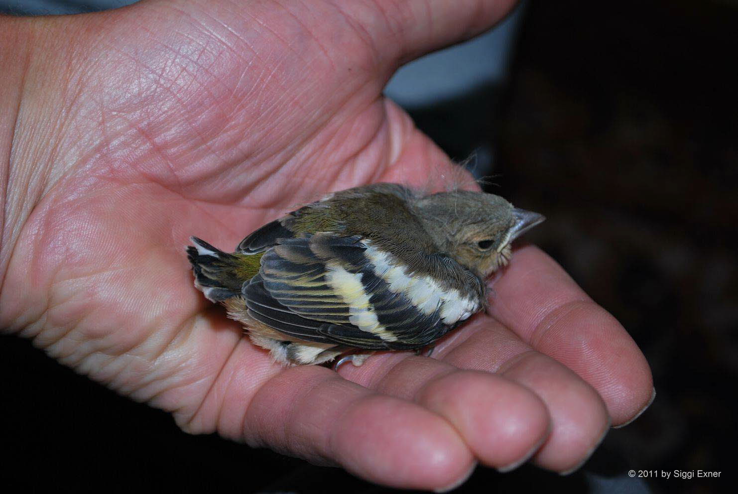 Grnling/ Grnfink Carduelis chloris