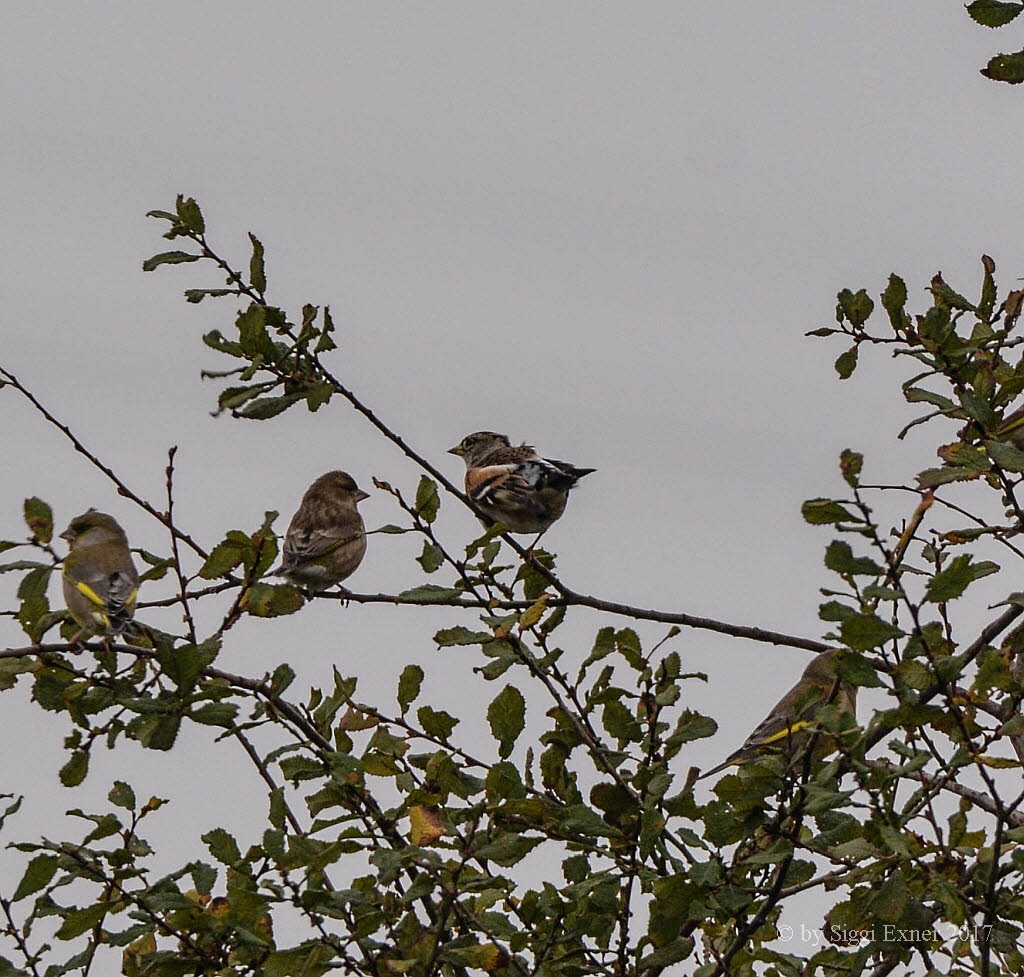 Grnling/ Grnfink Carduelis chloris