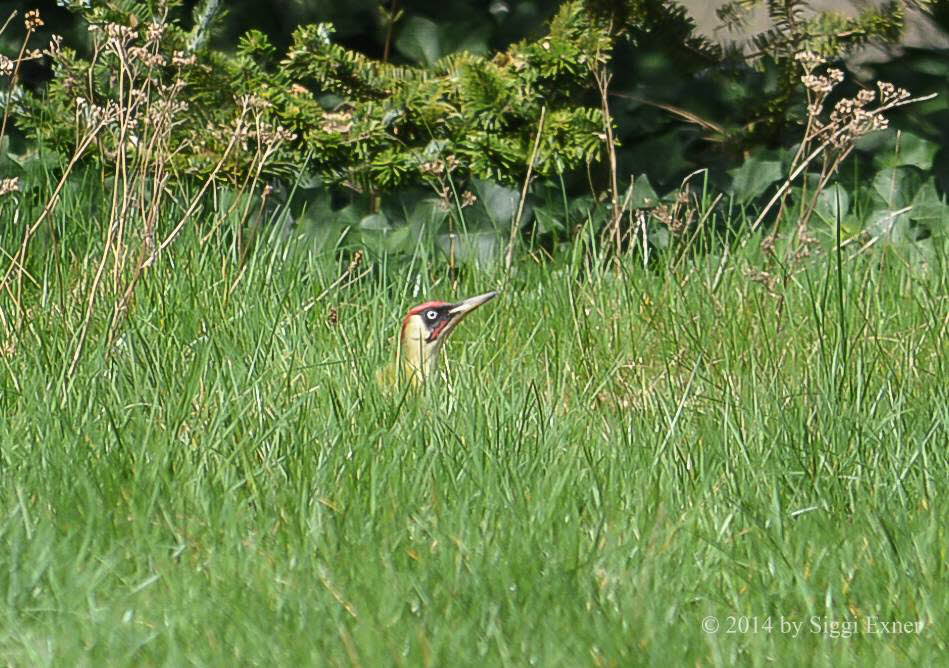 Grnspecht  Picus viridis