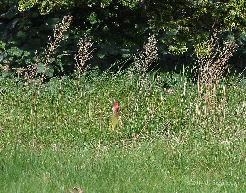 Grnspecht  Picus viridis