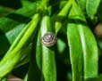 Haarschnecke Trochulus hispidus/sericeus