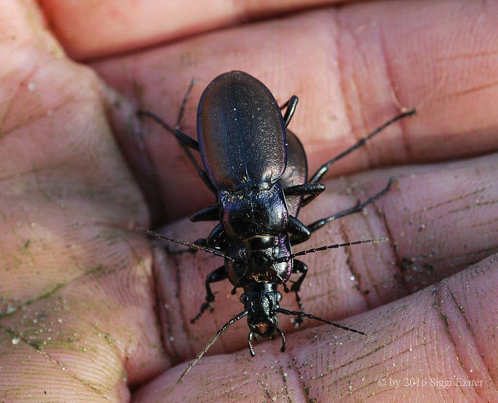 Hainlaufkfer Carabus nemoralis