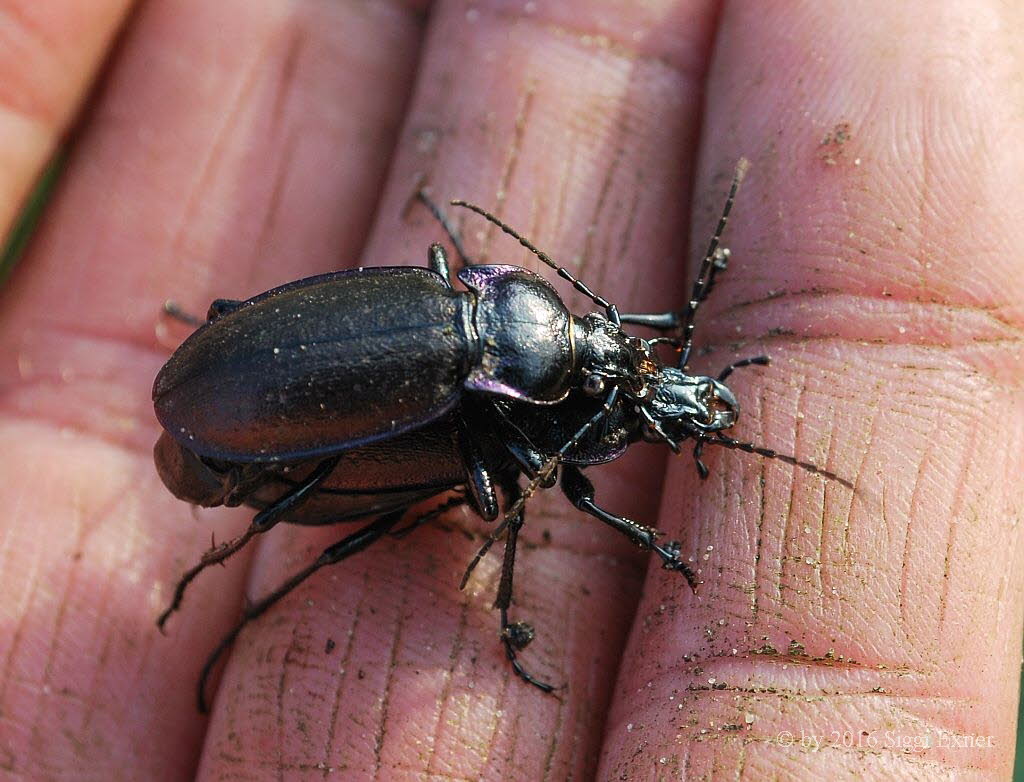 Hainlaufkfer Carabus nemoralis