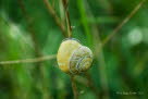 Hain-Schnirckelschnecken Cepaea nemoralis