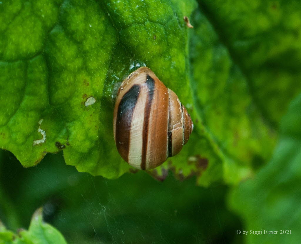 Hain-Schnirckelschnecken Cepaea nemoralis