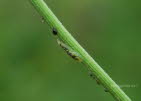 Episyrphus balteatus Hainschwebfliege