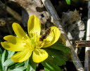 Episyrphus balteatus Hainschwebfliege