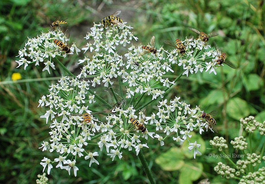 Episyrphus balteatus Hainschwebfliege