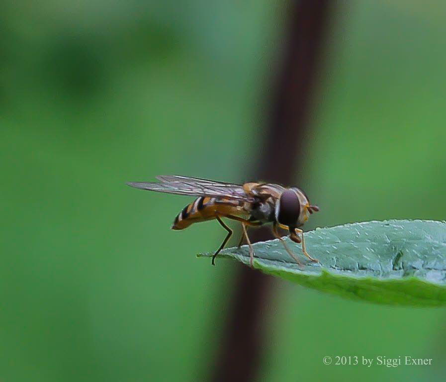 Episyrphus balteatus Hainschwebfliege