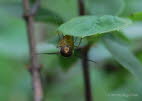 Episyrphus balteatus Hainschwebfliege