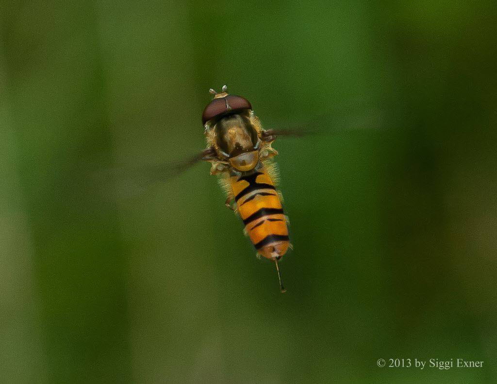 Episyrphus balteatus Hainschwebfliege