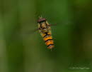 Episyrphus balteatus Hainschwebfliege