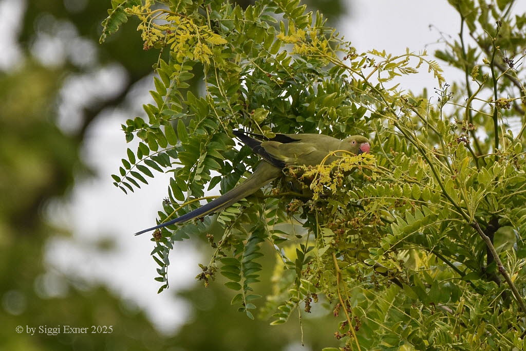 Halsbandsittich Psittacula krameri cf borealis