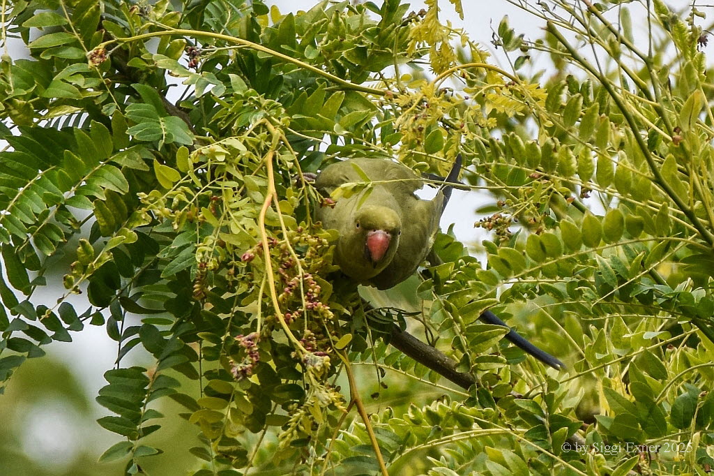 Halsbandsittich Psittacula krameri cf borealis