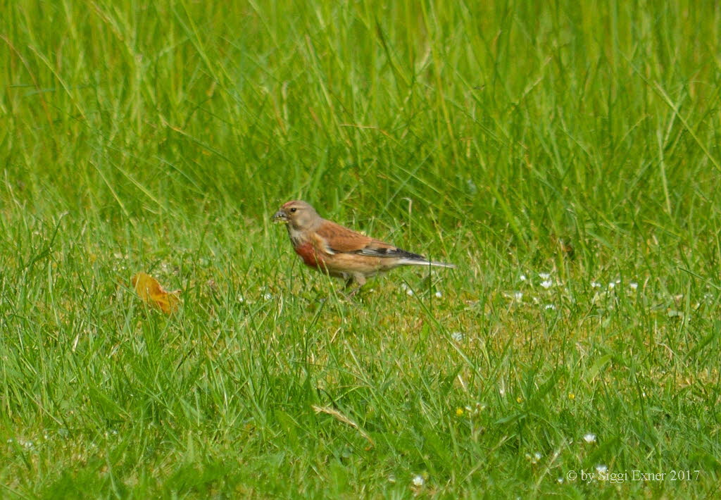 (Blut)hnfling Carduelis cannabina