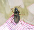 Harpalus affinis Metallfarbener Schnelllufer