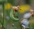 Hasenlattich-Eule Hecatera bicolorata