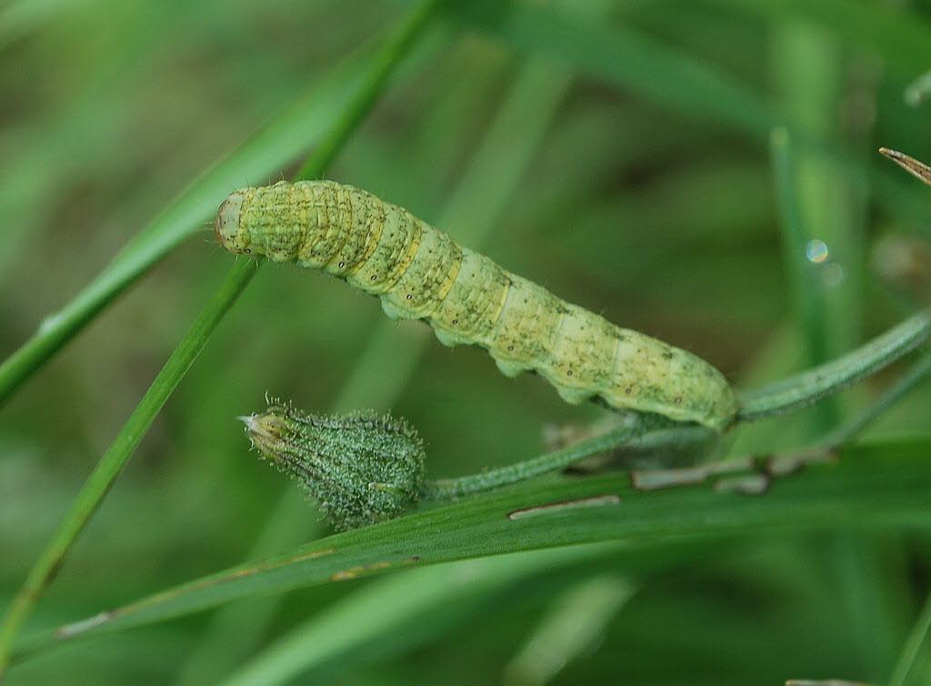 Hasenlattich-Eule Hecatera (Mamestra) bicolorata