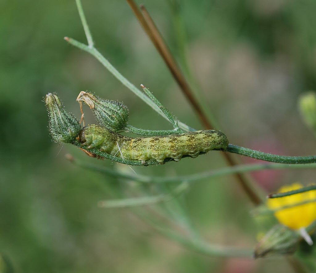 Hasenlattich-Eule Hecatera (Mamestra) bicolorata