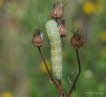 Hasenlattich-Eule Hecatera bicolorata