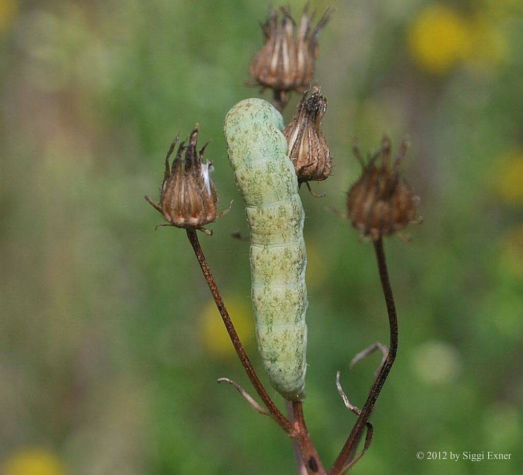 Hasenlattich-Eule Hecatera (Mamestra) bicolorata