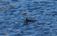 Haubentaucher Podiceps cristatus