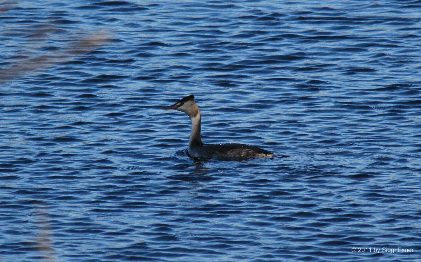 Haubentaucher Podiceps cristatus