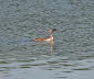 Haubentaucher Podiceps cristatus