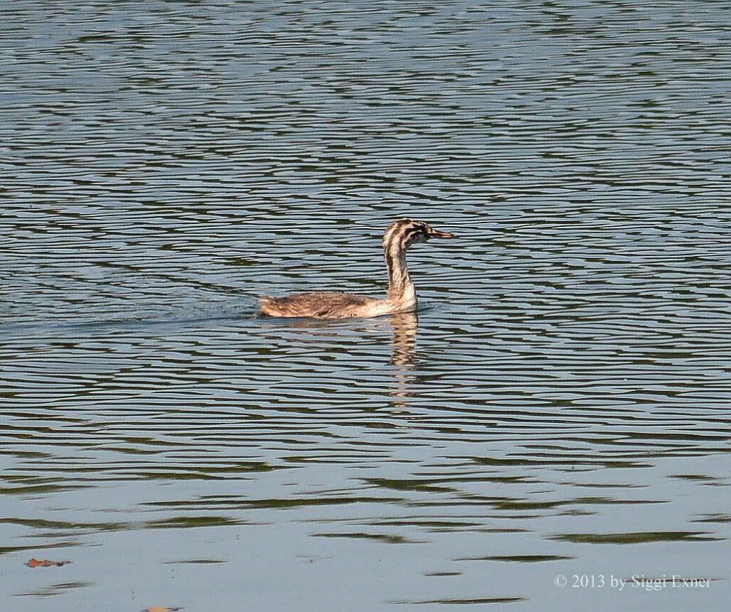 Haubentaucher Podiceps cristatus