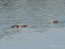 Haubentaucher Podiceps cristatus