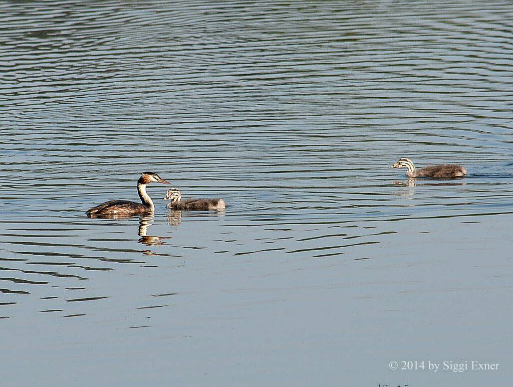 Haubentaucher Podiceps cristatus