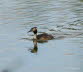 Haubentaucher Podiceps cristatus