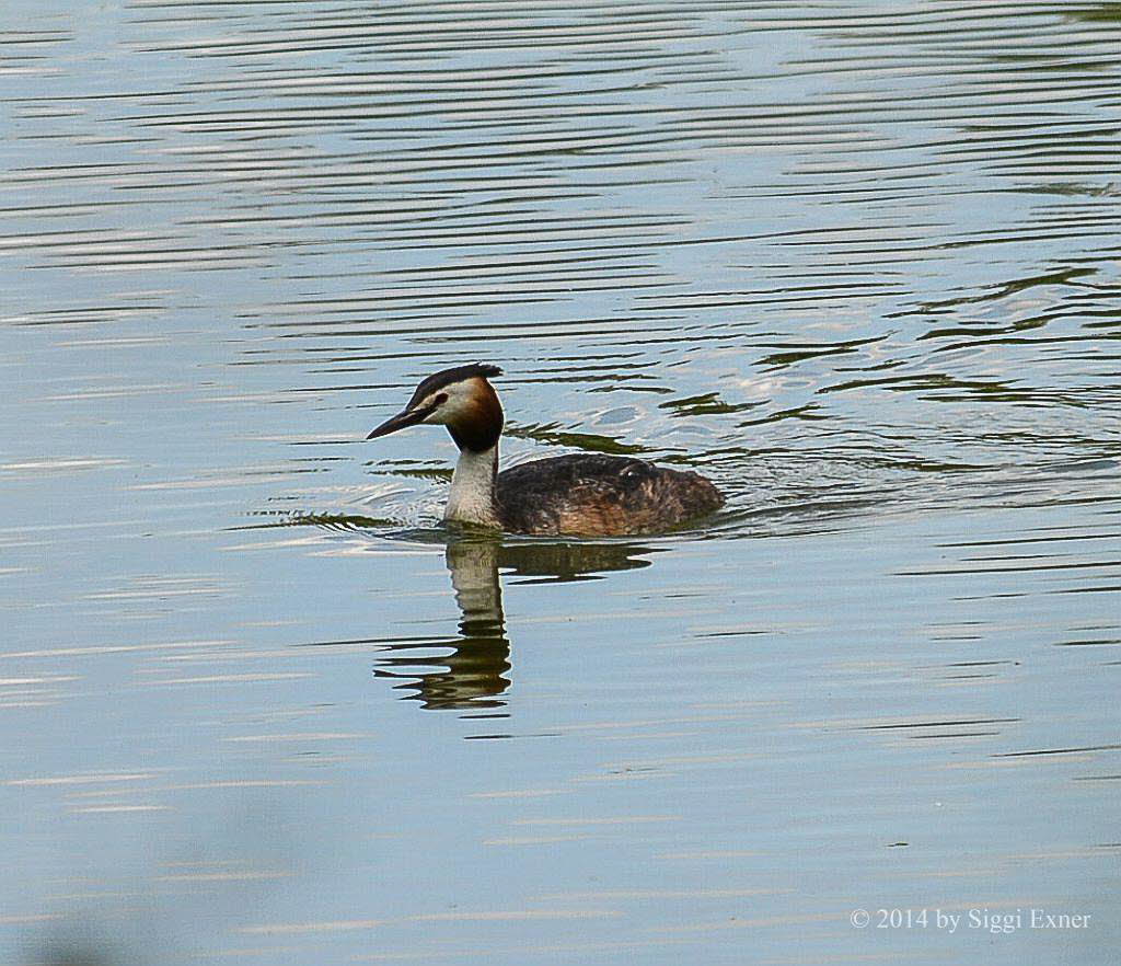 Haubentaucher Podiceps cristatus