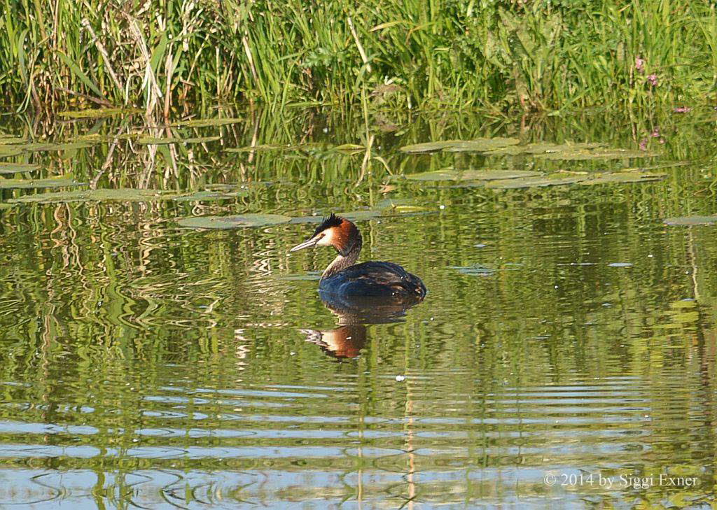 Haubentaucher Podiceps cristatus