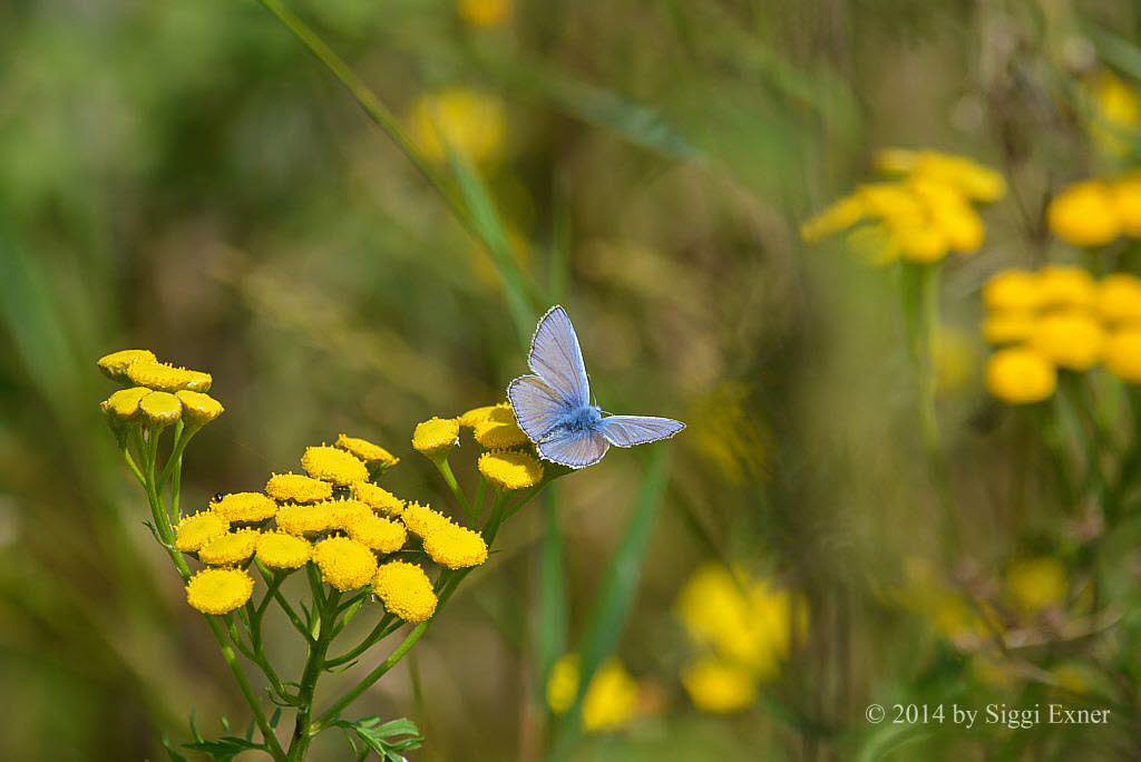 Hauhechelbluling Polyommatus icarus