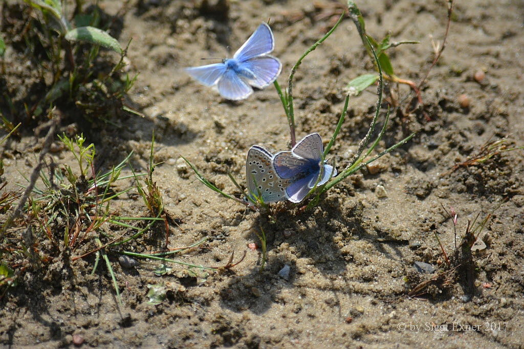 Hauhechelbluling Polyommatus icarus