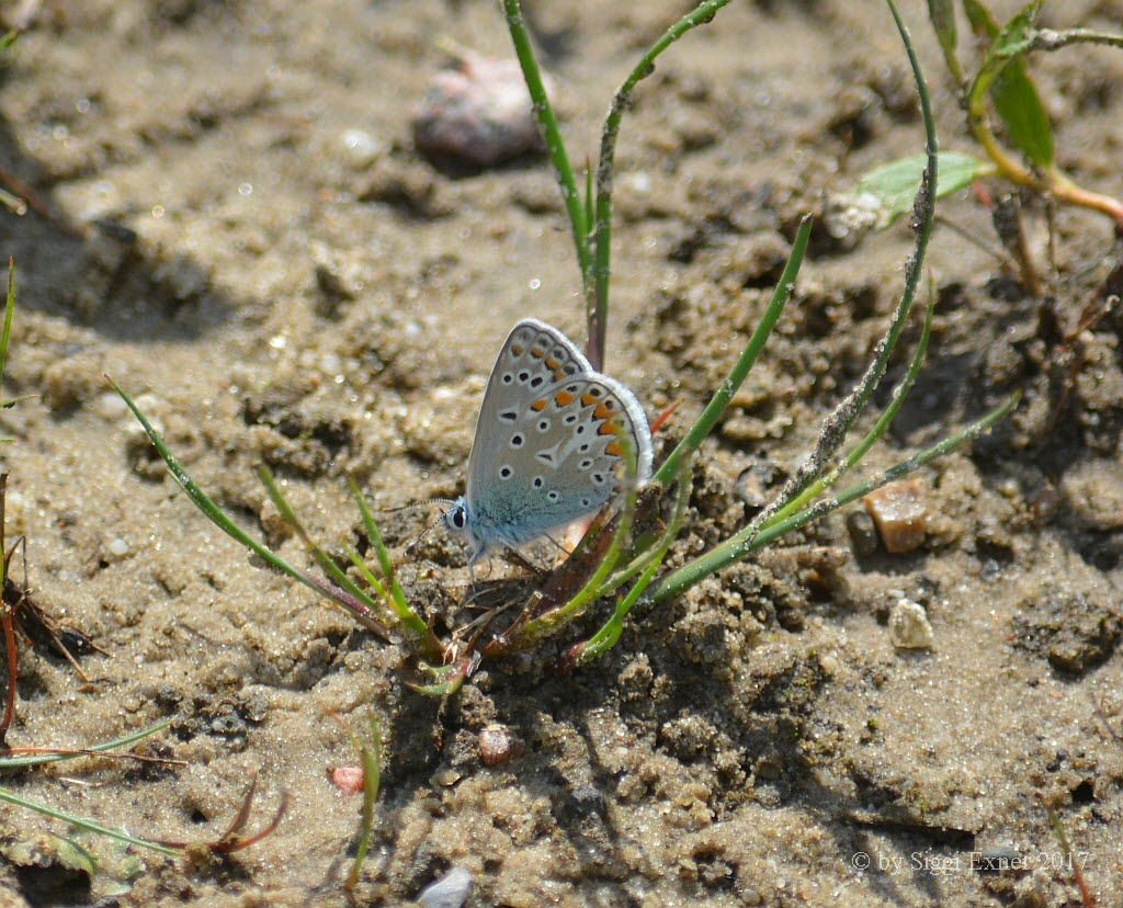 Hauhechelbluling Polyommatus icarus