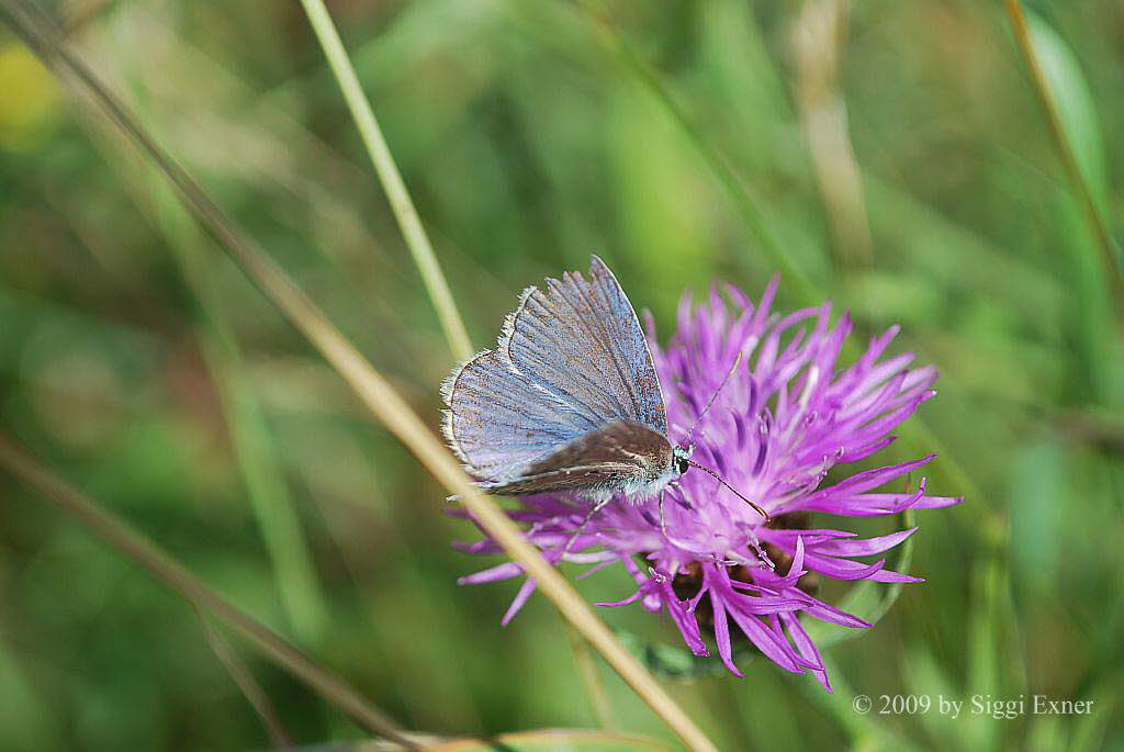 Hauhechelbluling Polyommatus icarus