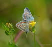 Hauhechelbluling Polyommatus icarus