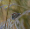 Hauhechelbluling Polyommatus icarus